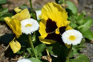 Rasen Gänseblümchen und Gelb Stiefmütterchen foto