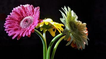 Blume Gänseblümchen isoliert auf schwarz Hintergrund. Nacht schießen. Porträt Makro Nahansicht foto