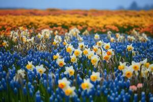 schön Feld von Frühling Blumen mit Narzisse Tulpen und Muscari. ai generiert foto