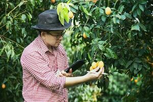 asiatisch Bauernhof Mann ist Überprüfung seine sauer und Süss Obst namens marian Pflaume oder thailändisch Plango oder marian Mango, von Pflaume Mango im seine draußen Obst Garten foto