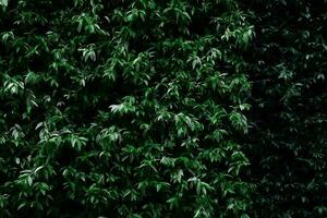 Grün Pflanze auf Vertikale Garten Mauer Textur Hintergrund. nachhaltig Grün Mauer. Leben Grün Mauer. Öko freundlich Mauer bedeckt durch Vegetation. Grün Gras Blätter auf Vertikale Garten. Natur Hintergrund. foto