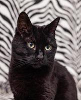 schwarze Katze auf einem Zebrahintergrund foto