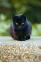 Porträt Schuss von schön schwarz inländisch Katze mit Gelb Augen foto