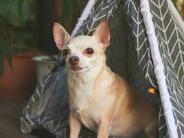 Braune Chihuahua-Hunde mit kurzen Haaren, die in einem grauen Tipi-Zelt zwischen Hauspflanzentopf auf dem Balkon sitzen und in die Kamera blicken. foto