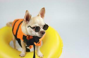 süßer brauner Kurzhaar-Chihuahua-Hund mit Sonnenbrille und orangefarbener Schwimmweste oder Schwimmweste, der im gelben Schwimmring steht, isoliert auf weißem Hintergrund. foto