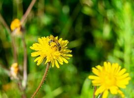 schöne wilde Blume geflügelte Biene auf der Hintergrundlaubwiese foto