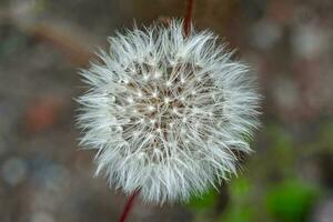 schöner wild wachsender Blumensamen-Löwenzahn auf der Hintergrundwiese foto