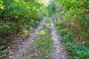 Fotografie zum Thema schöner Fußweg im wilden Laubwald foto