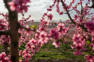 Pfirsichblüte in Spanien foto