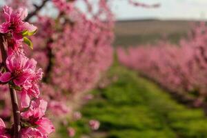 Pfirsichblüte in Spanien foto