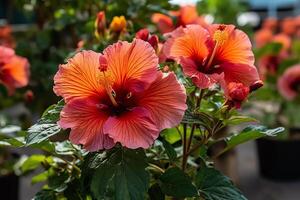 Sommer- Freude hell und Fett gedruckt Hibiskus Blumen auf Anzeige. ai generiert foto