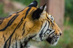 Seite Aussicht Kopf von königlich Bengalen Tiger foto