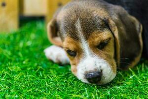 Baby Beagle Hund Schlafen foto