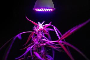 Cannabispflanze unter einem LED-Licht foto