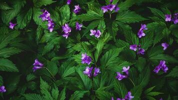 Wald Blumen zum dunkel launisch Blumen- Hintergrund, Cardamin Pentaphyllos foto