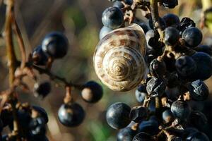 Traube Schnecke auf Bündel von reif und getrocknet schwarz Trauben. Herbst Weinberg beim Sonnenuntergang foto