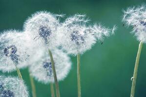 Weiß Löwenzahn Pusteblumen Taraxacum Dissektum auf Grün Sommer- Wiese, Schönheit im Natur Sanft Fokus Hintergrund foto