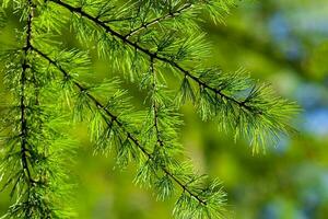 Larix dezidua europäisch oder verbreitet Lärche Grün Geäst schließen oben foto