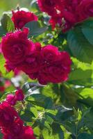 rot Rosen Strauch rosa Gallica oder risa Chinesisch Hecke Rose Blühen im Grün Sommer- Garten, Landschaft Gartenarbeit foto