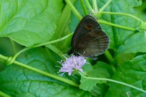 ein Schmetterling schließen oben foto