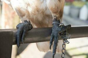 selektiv Fokus auf das Ketten Das binden das Vogel Beine. Sanft Fokus. Foto Konzept zum das Schutz von Selten und gefährdet Tiere