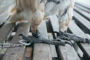 selektiv Fokus auf das Ketten Das binden das Vogel Beine. Sanft Fokus. Foto Konzept zum das Schutz von Selten und gefährdet Tiere