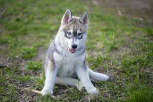 heiser Hund Hündchen auf Grün Gras. flauschige groß Welpe. foto