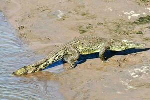 Krokodil im das wild foto