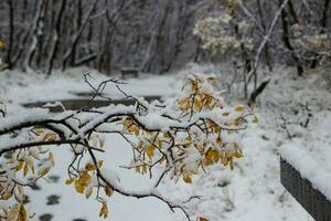 gehen durch Asbyrgisskogur, das schneebedeckt Wald Innerhalb asbyrgi Schlucht foto