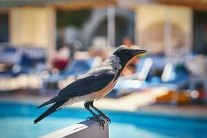 Bild von ein Vogel Über Schwimmbad im das Resort foto