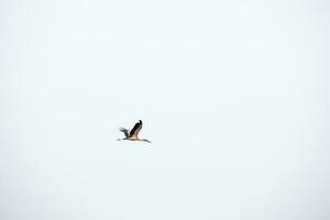 das Freiheit fliegend Vogel im das klar Himmel, das schön Tierwelt im das Luft foto