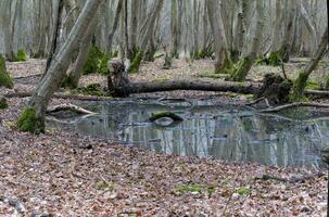 flach Schwimmbad im uralt Wälder foto