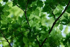 schön frisch Frühling Grün Blätter von das Eiche Baum auf das Geäst gegen das Blau Himmel foto