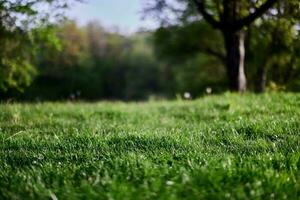 Grün Gras Desktop Bildschirmschoner, Ökologie und Pflege zum das Umgebung foto