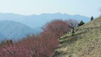 das schön Berge Aussicht mit das Rosa Blumen Blühen auf das Steigung von das Hügel im Frühling foto