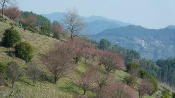 das schön Berge Aussicht mit das Rosa Blumen Blühen auf das Steigung von das Hügel im Frühling foto