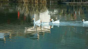 das süß Gänse spielen im das Wasser im das Dorf foto