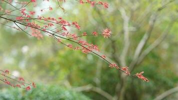 das schön Blumen Blühen im das Garten mit das regnerisch Tröpfchen im das regnerisch Tag foto