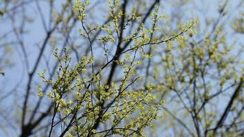 das frisch Neu Blätter voll von das Ahorn Bäume im Frühling foto