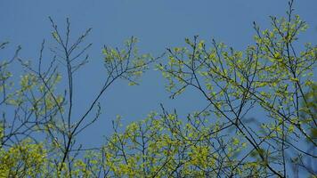 das frisch Neu Blätter voll von das Bäume im das Garten im Frühling foto