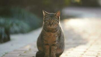 eine süße katze, die sich im hof ausruht foto