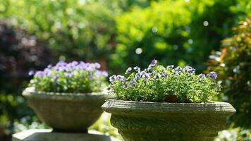 das schön Blumen Blühen im das Garten im Frühling mit das warm Sonnenlicht foto