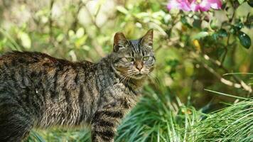 eine entzückende Wildkatze, die im Garten zum Ausruhen sitzt foto