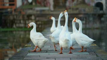 das süß Gänse spielen im das Wasser im das Dorf foto