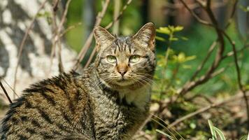 eine entzückende Wildkatze, die im Garten zum Ausruhen sitzt foto