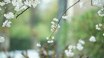 das schön Blumen Blühen im das Garten mit das regnerisch Tröpfchen im das regnerisch Tag foto