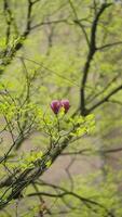 das schön Blumen Blühen im das Garten im Frühling mit das warm Sonnenlicht foto