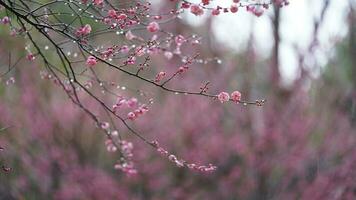 das schön Blumen Blühen im das Garten mit das regnerisch Tröpfchen im das regnerisch Tag foto