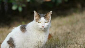 eine entzückende Wildkatze, die im Garten zum Ausruhen sitzt foto