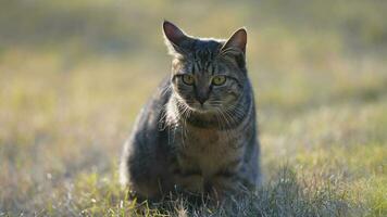 eine süße katze, die sich im hof ausruht foto